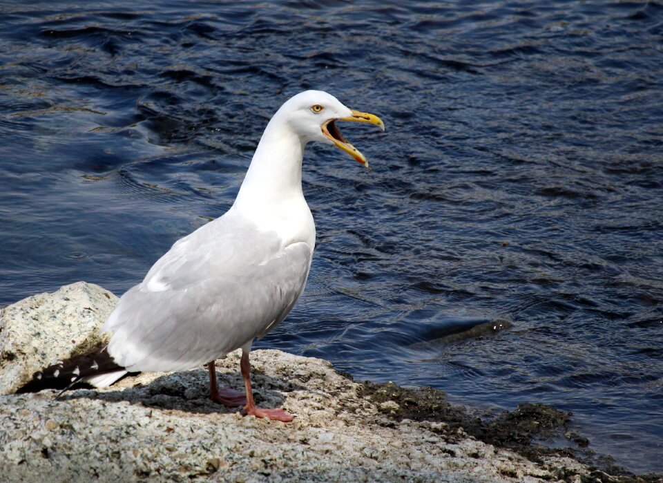Wildlife nature river