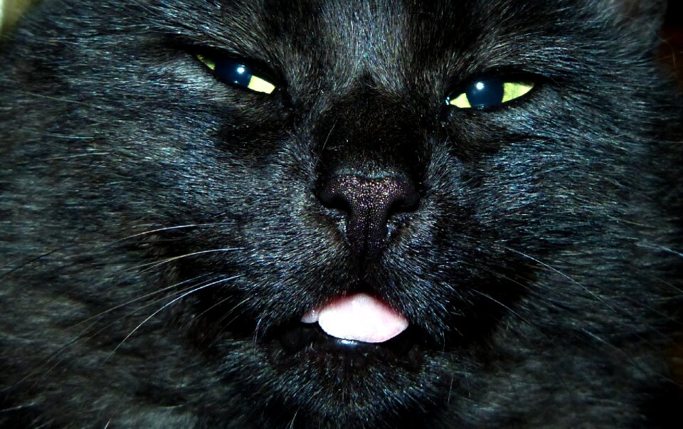 Domestic cat cat's eyes trustful