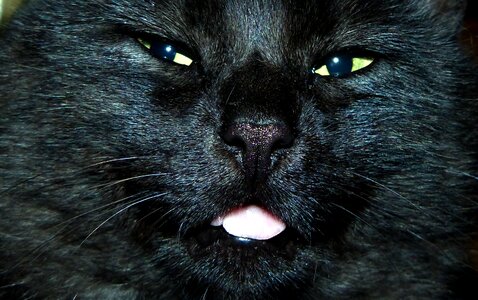 Domestic cat cat's eyes trustful