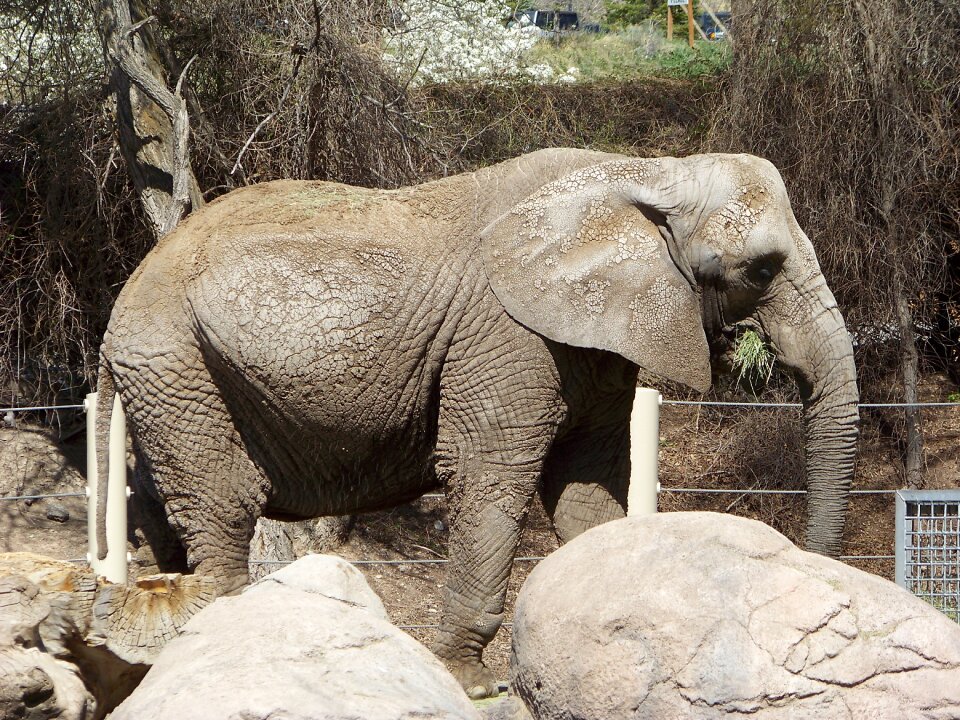 Mammal animal zoo
