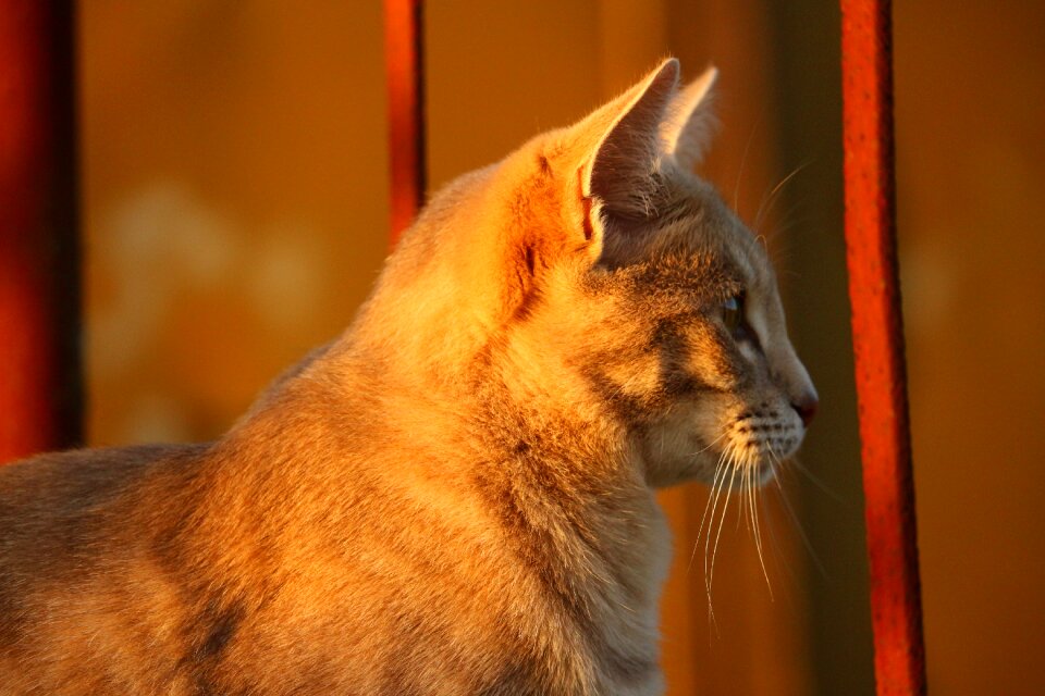 Evening light kitten fall color