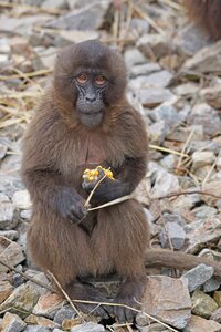 Dschelada blood baboon food photo