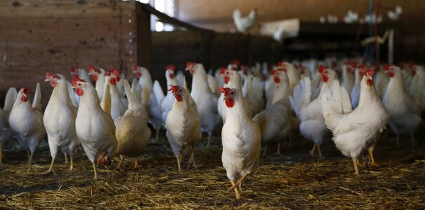 Laying hens stall switzerland