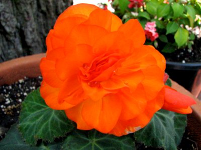 Tuberous Begonia