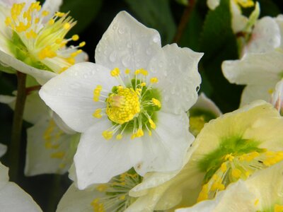 Helleborus niger flower garden