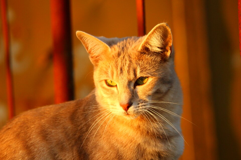 Evening light kitten fall color