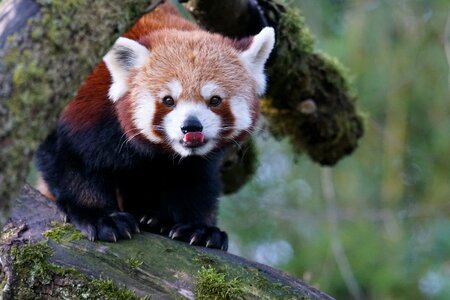 Red panda panda climber