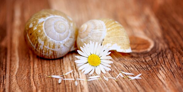 Bloom yellow-white snail shells