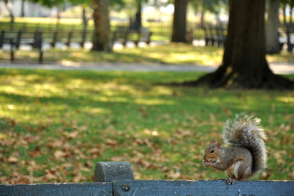 Squirrel - Battery Park - New York