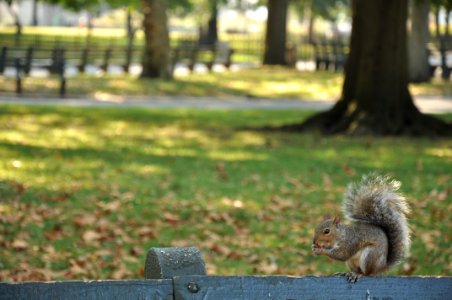 Squirrel - Battery Park - New York photo
