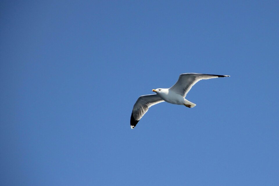 Bird coast flight