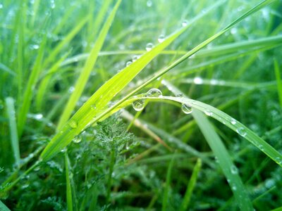 Drop plant green