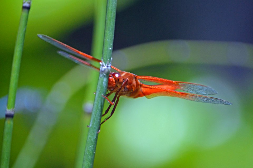 Flame Skimmer Dragonfly