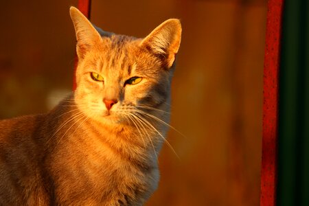 Evening light kitten fall color