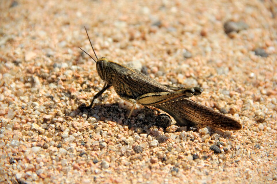 Macro animal world close up