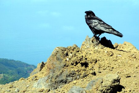 High bird raven
