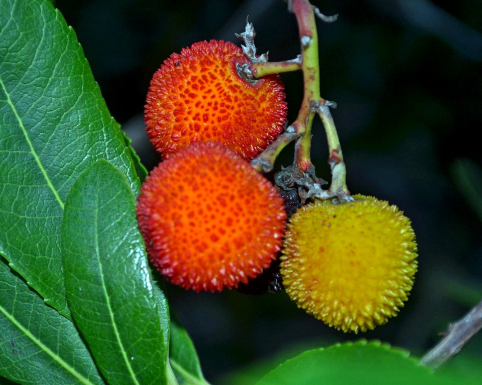 Arbutus 02