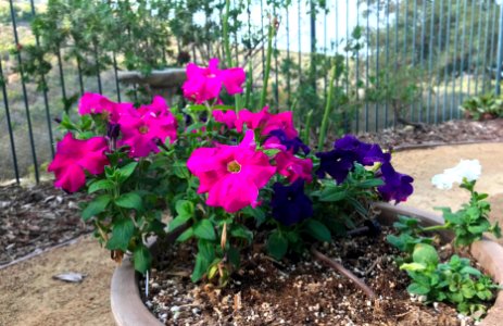 Petunias photo