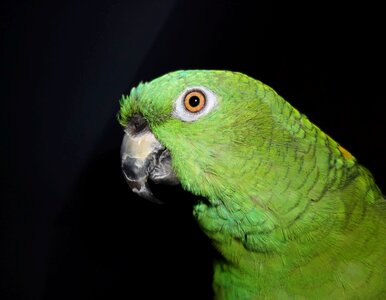 Bird animal green photo