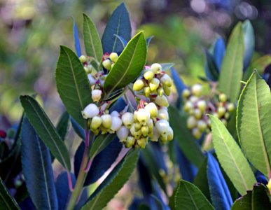 Arbutus 01