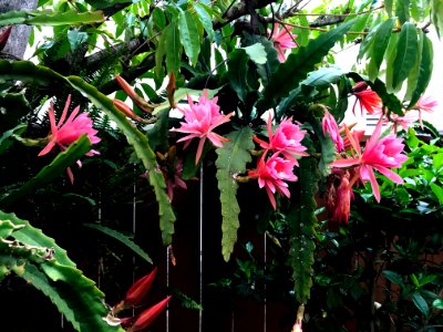 Epiphyllum photo