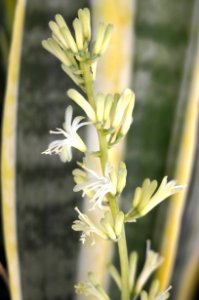 Mother-in-law Tongue Blossoms