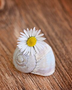 Flower blossom bloom