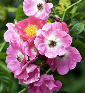 Dog rose petals pretty