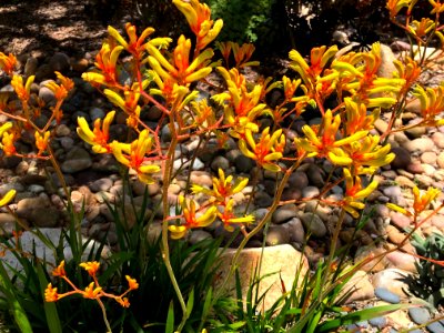 Yellow Kangaroo Paws
