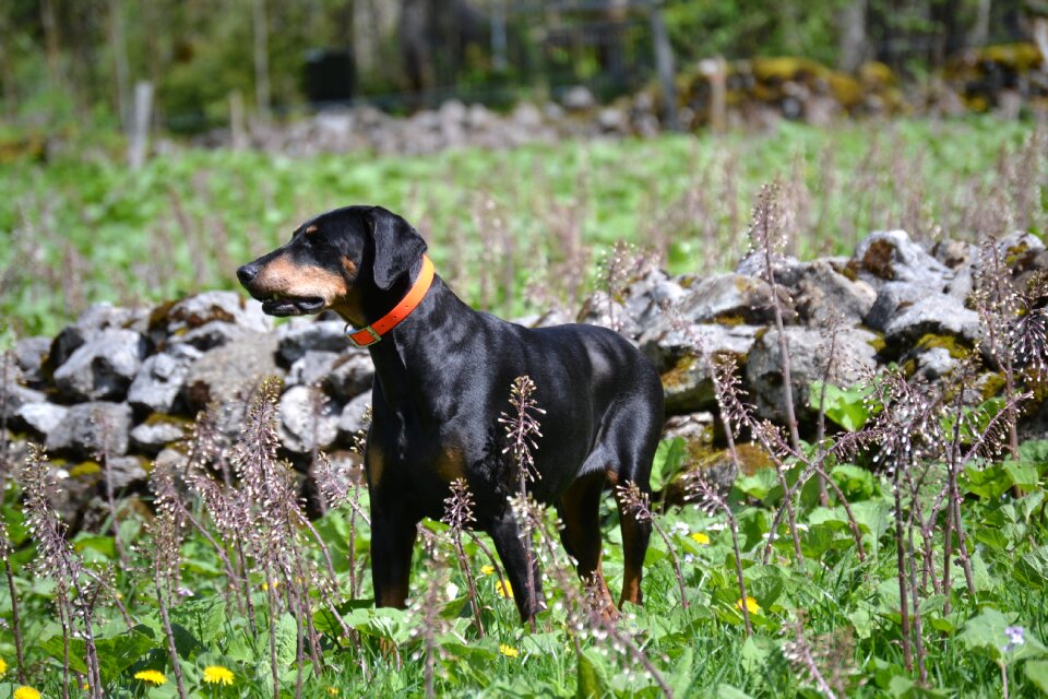 Dog dog on meadow animal