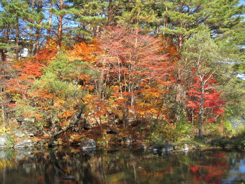 Colorful woods forest