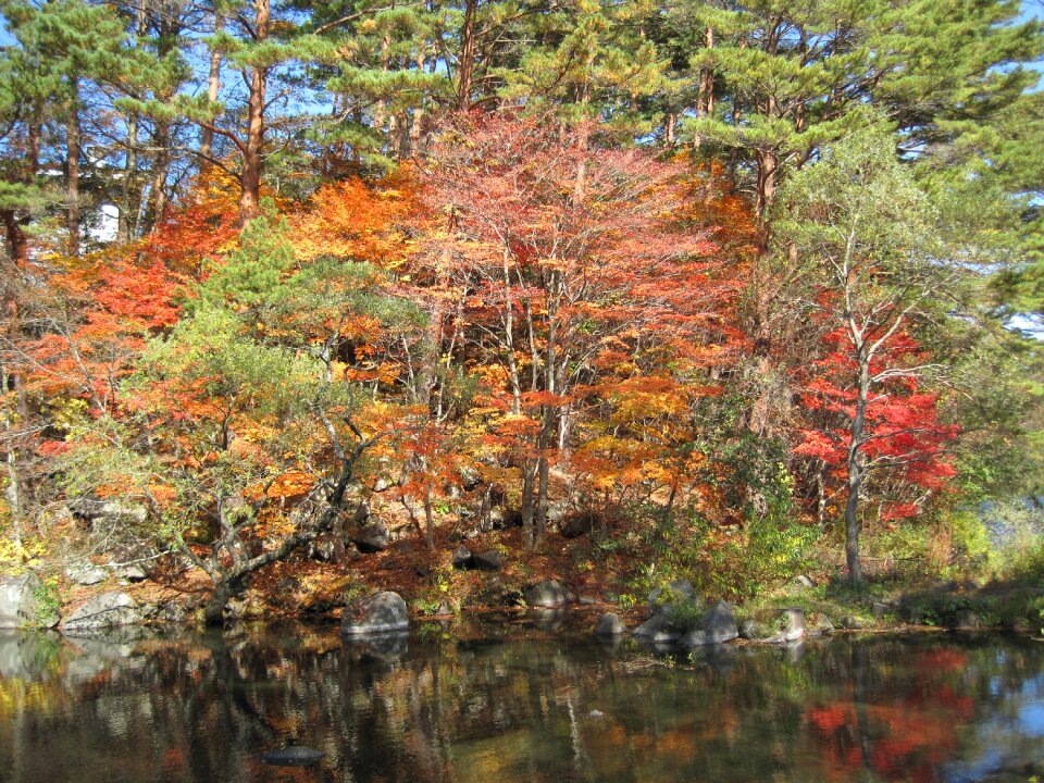 Colorful woods forest photo