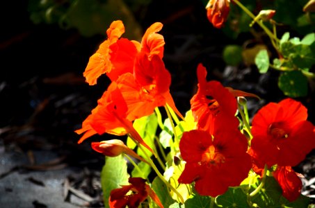 DSC 0006