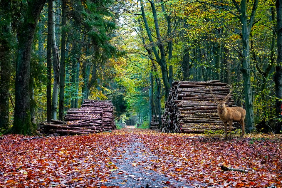 Amazed deer in the forest - UPDATE 2020