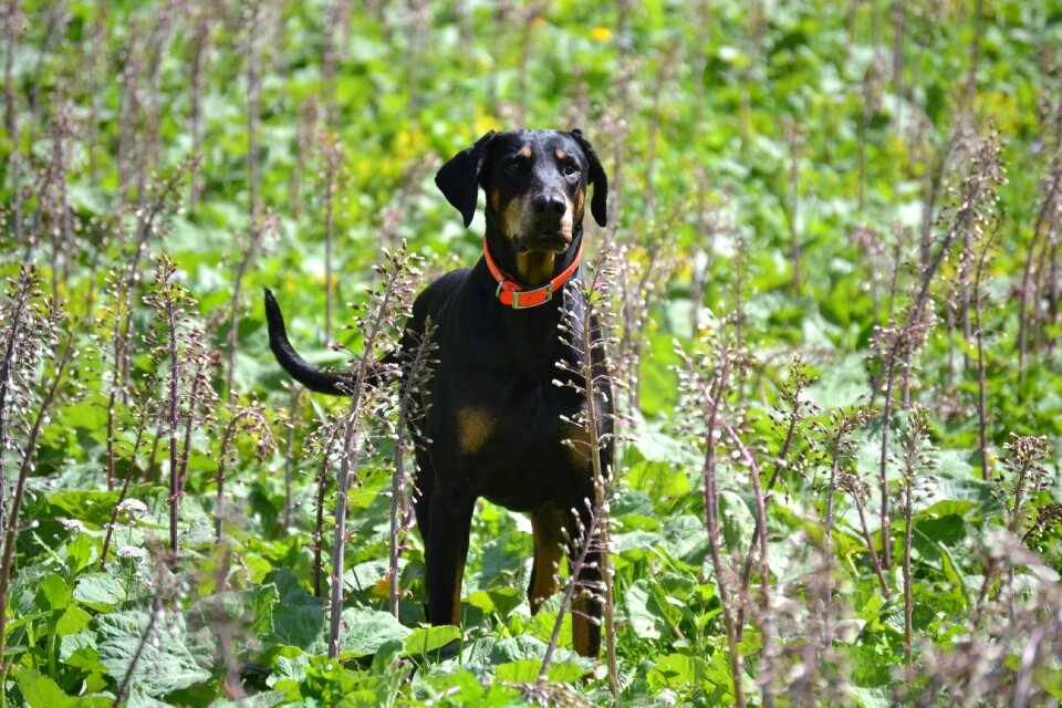 Dog animal nature