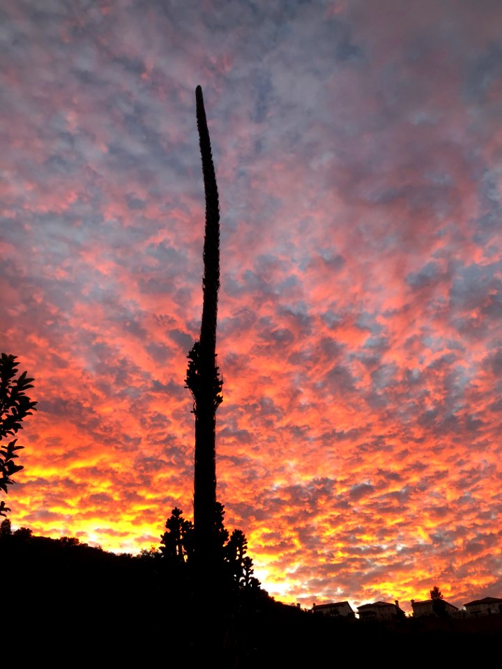 Yucca Sunset