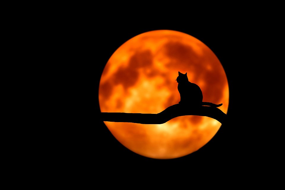 Bloody moon & cat -> 20.05.2015 up 2021
