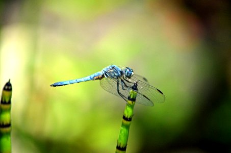 Blue Dasher Dragonfly photo