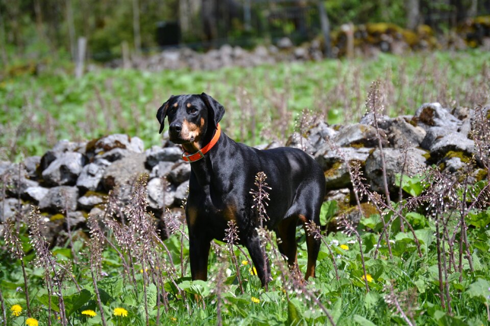 Animal world pet dog on meadow