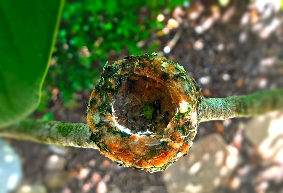 Anna's Hummingbird Nest