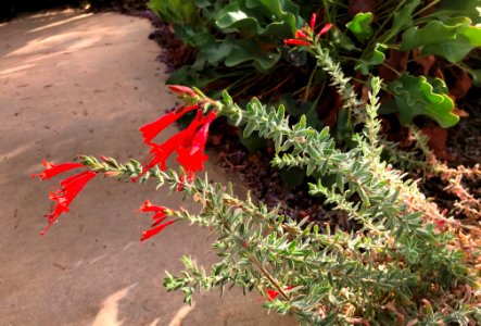 California Fuchsia