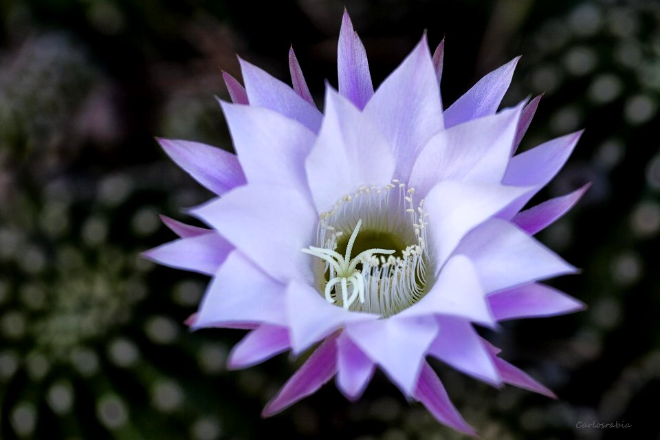 Flor de Cactus