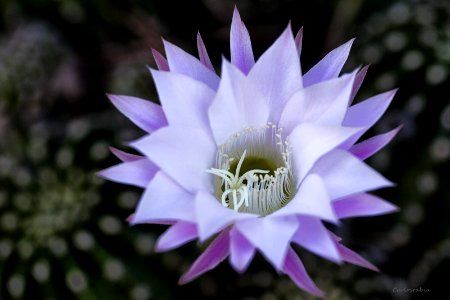 Flor de Cactus
