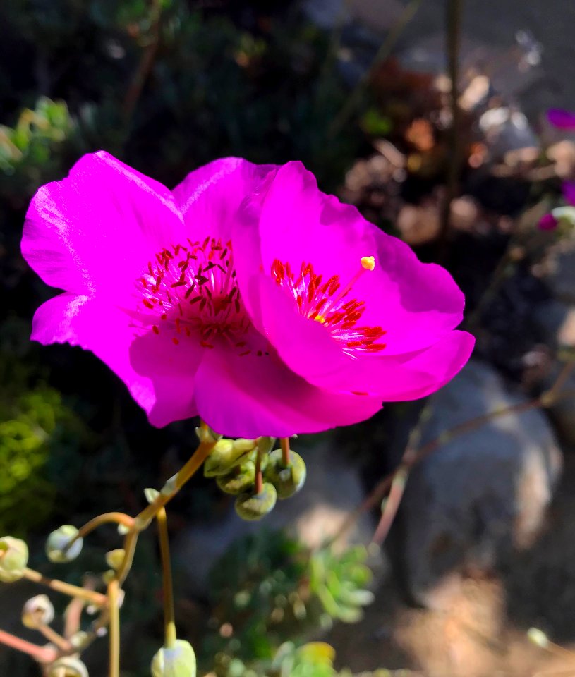 Rock Purslane