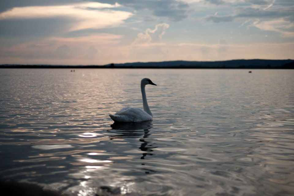 Balaton