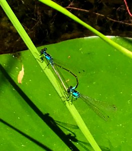 Mating Damselflies