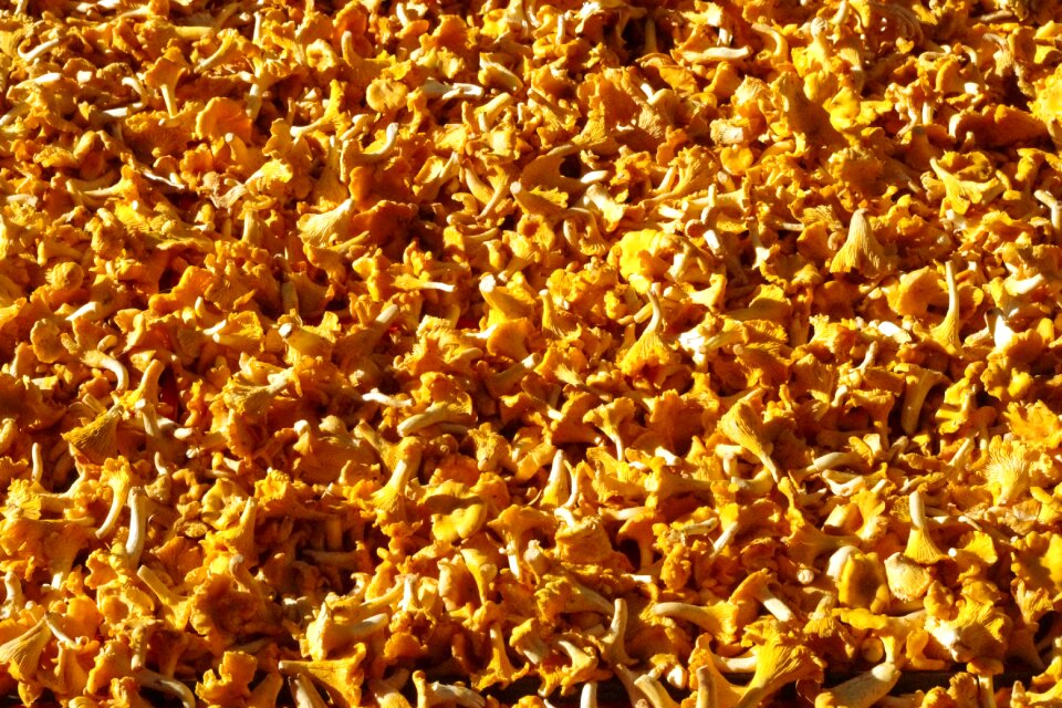 Mushroom market chanterelle