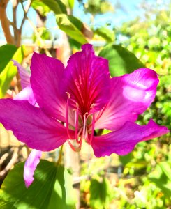 Purple Orchid Tree