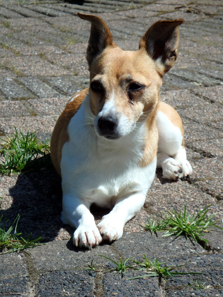 Animals pet jack russell