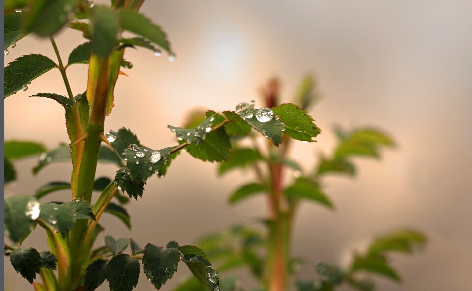 Prickly nature beauty